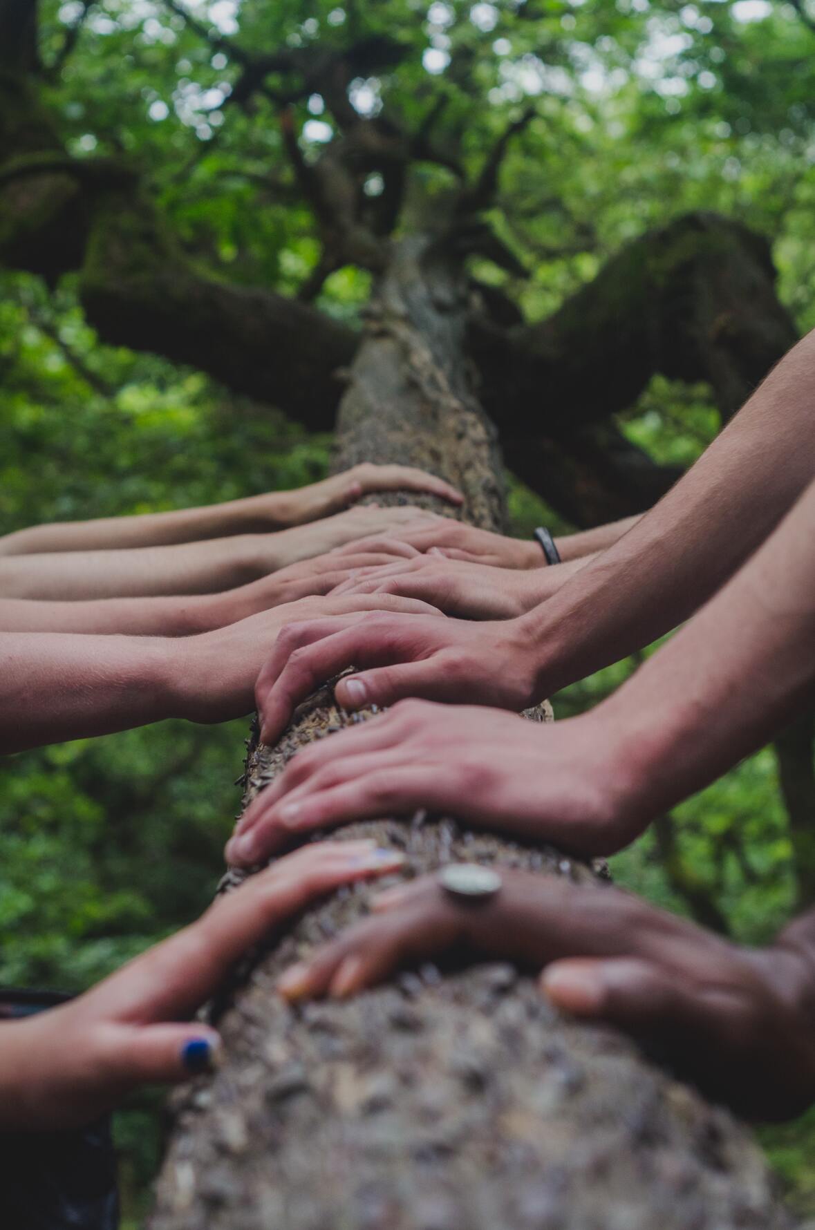 Hands on a log, part of a team-building exercise